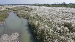 秋涼曾文溪畔「下雪」 大內甜根子