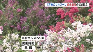 「過去最高の咲き具合」１万株のサルスベリ見頃（福島県）