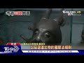 流離海外160年 馬首銅像終於回歸圓明園│十點不一樣 20201202