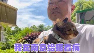 南京957房车营地40天，感觉这两天猫病转好，打针没有以前激烈了【旅途99】