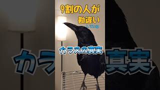 カラスは可愛い　#shorts #birds #カラス #crow #スーパーワルイトリ #かわいい #動物