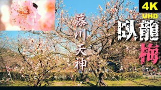 【4K】『藤川天神の臥龍梅～2020～』鹿児島県薩摩川内市