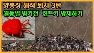 [양봉교육] 가을벌을 위해 개미산으로 진드기 방제하기. 새로운 방법 사용