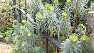 Mediterranean spurge - Euphorbia characias - Miðjarðarhafsmylkja - Mjólkujurtir