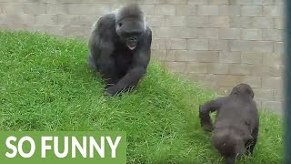 Playful baby gorilla annoys its mom