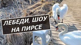 Белые лебеди устроили шоу на пирсе