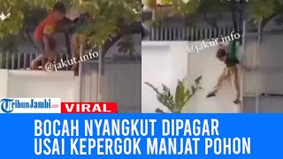 Kocak Bocah Kepergok Maling Buah, Panik Sampe Nyangkut Dipagar