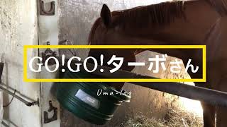 【のんびり暮らし】引退競走馬ターボさんのセカンドライフ07