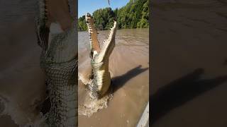 Salt water crocodile തീറ്റി എടുക്കുന്നത് കണ്ടോ #australia #travel #wildlife #crocodile