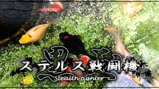 【玉サバ】我が家に「黒玉」が仲間入り！可愛すぎる♡