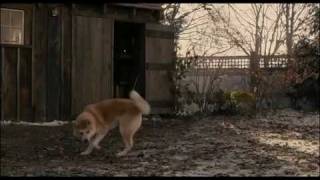 Akita dog-amazing story-YOU WILL CRY