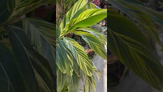 Permanent Shell ginger plant #gardeningaesthetics #gardeningideas #alpinia #houseplants