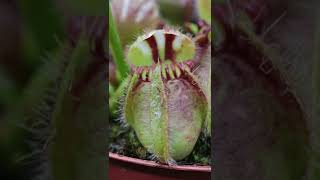 Cephalotus pitcher gets red color -timelapse- Zeitraffer Zwergkrug Färbung #shorts