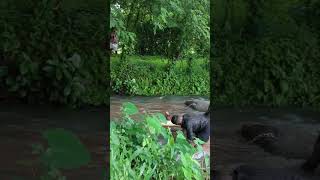 രാമന്റെ നീരാട്ട്..#viral #shortvideo #shorts #shortfeed