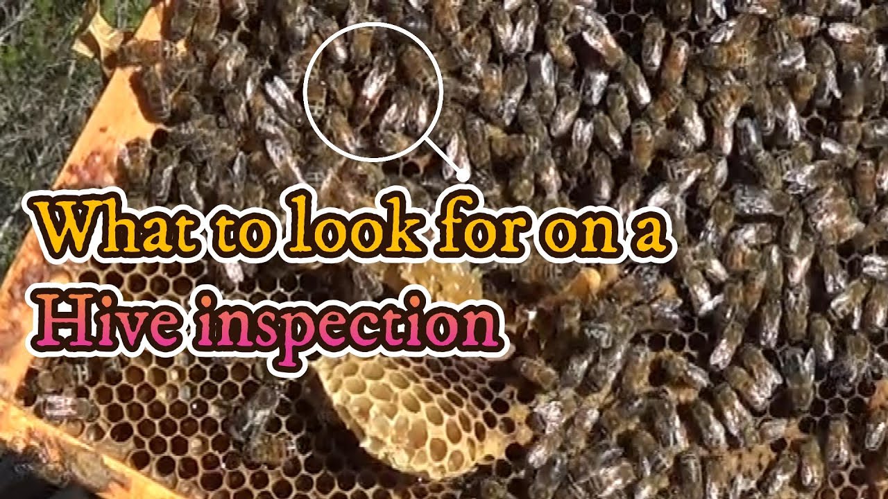 What To Look For During A Hive Inspection Youtube