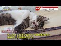 【ニュース】野生を忘れたネコ発見【猫動画】