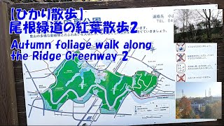 【ひかり散歩】尾根緑道の紅葉散歩2  Autumn foliage walk along the Ridge Greenway 2