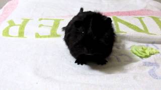 モルモットの「くろちゃん♪」Guinea pig