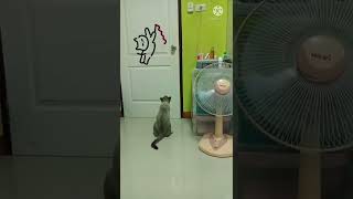 ประตูแมวไม่ต้อง ผมเปิดเองได้ #CAT #FUNNY