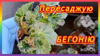 Пересадка🌺БЕГОНІЇ🌼розмноження  бегонії Нонстоп живцем☝️#українськийконтент #бегония #квіти #flowers