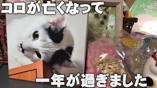 コロちゃんが亡くなって、一年が過ぎました！