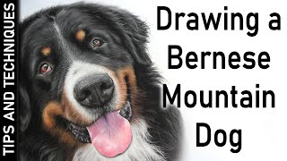 DRAWING A BERNESE MOUNTAIN DOG IN PASTELS | DRAWING FUR TIPS