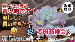 【告知あり】買いたい時が買い時です！\u0026 多肉交換会/我が家の新メンバー　   2024年12月1日 #雪国で育てる多肉 #寒冷地多肉 #冬支度