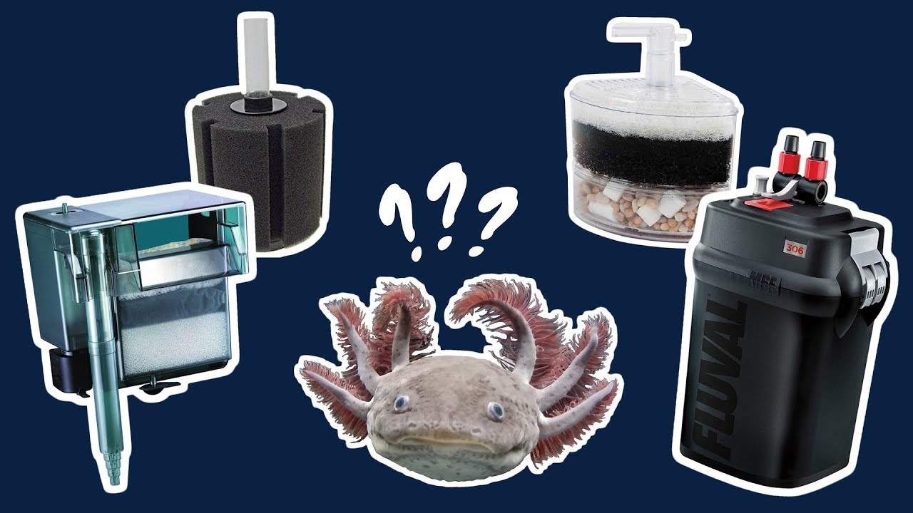 Best Aquarium Filter For Axolotls - YouTube