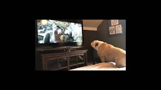 Funny Bulldog Has Incredible Reaction To  Actress In Trouble😂😂 #short