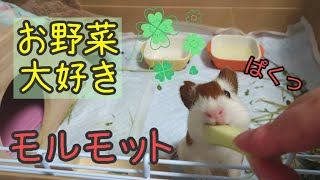 モルモットの赤ちゃん お野菜タイム