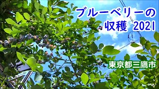 ブルーベリーの収穫 2021 ヴァーチャル ブルーベリー狩りをお楽しみ下さい【東京都三鷹市】