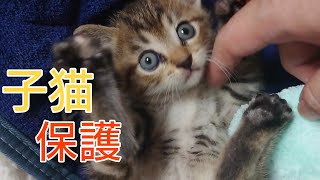 新しい子猫保護したった！【保護猫】we rescude a lost kitten！