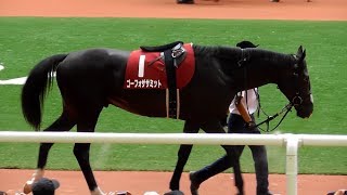 ゴーフォザサミット、神戸新聞杯のパドック。現地映像、阪神競馬場