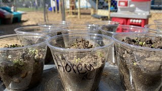 How to Grow Sprouts| Preschool Science