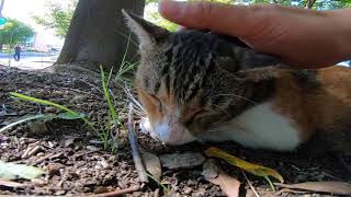 野良猫の三毛猫をなでなでしてたら気持ちよさそうだった Stroking a stray cat's calico looked comfortable