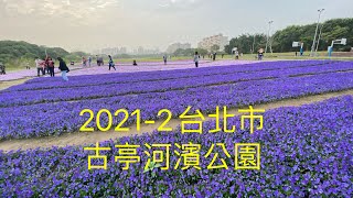 2021-2 台北市 古亭河濱公園紫色漸層花毯