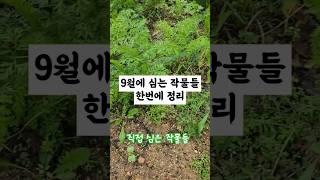 9월에 심는 작물들(직접 심은 걸로 추천) #9월텃밭 #김장배추 #가을무 #Septembercrops #9월작물