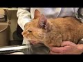 facial abscess on a cat. what to do if it happens to your cat.