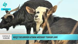 Keçi təsərrüfatının müsbət tərəfləri... | Kanal S Xəbər