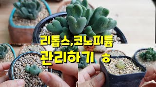 리톱스. 코노피튬 키우기, 물을 줘도 펴지지 않는 아이들이 있지요? 이렇게 해보세요 ㅎ