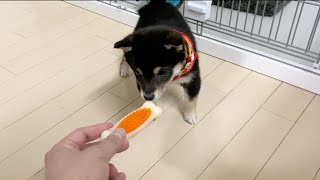 Shiba Inu so excited about his first toy that he pees his pants #shorts