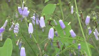 【秋の花】野生のツリガネニンジン（釣鐘人参）Adenophora triphylla var. japonica