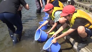 大きくなって帰っておいで　岩木川でサクラマスの稚魚放流