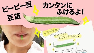 カラスノエンドウ 笛 ピーピー豆  つくりかた  ! 親子で鳴らして楽しむ ! こどもとお散歩 遊びに ! 食用 にもなるって本当 !? 食べようとと持って帰った結果、、 雑草 楽しく知育