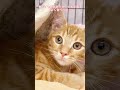 長く里親🏡さまが決まらない子です😭 里親募集中 子猫 可愛い猫