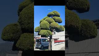 雪域禅意 大师山清大寺 越前大佛的冬日宁静 愈系风景 日本旅游  日本之旅 世界这本书 21岁的我又多读了几页 1岁的我又多读了几页 日本旅行 #日本司导 #日本地接 #Travel #带团 #Tou