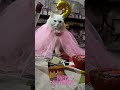 Happy birthday daisy| persian cat birthday celebration