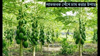 পেঁপে উৎপাদন করবেন যেভাবে | পেঁপে চাষ | লাভজনক পেঁপে চাষ করার উপায় | Papaya | Cultivation of Papaya