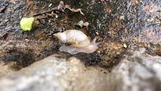 沖縄のカタツムリ　外来種　アフリカマイマイの子供　Achatina fulica