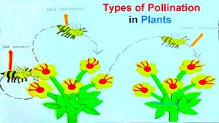 types of pollination in plants model for school science exhibition | diy | howtofunda | still model